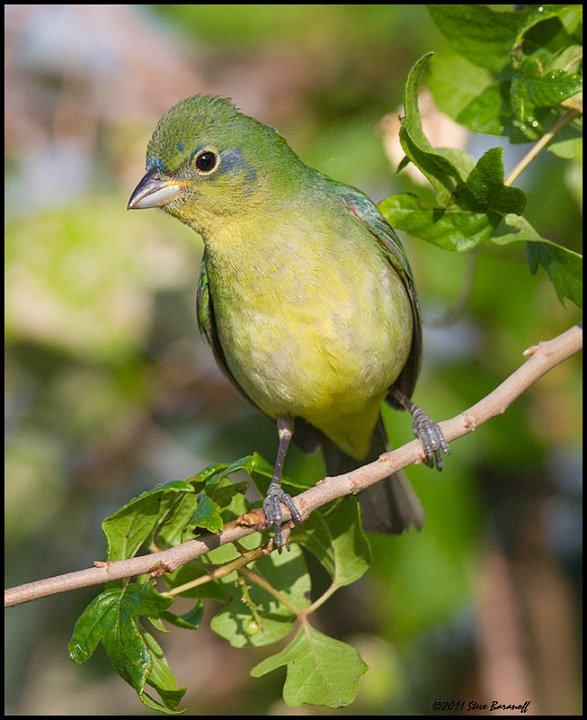 _1SB1836 1st year male painted bunting.jpg
